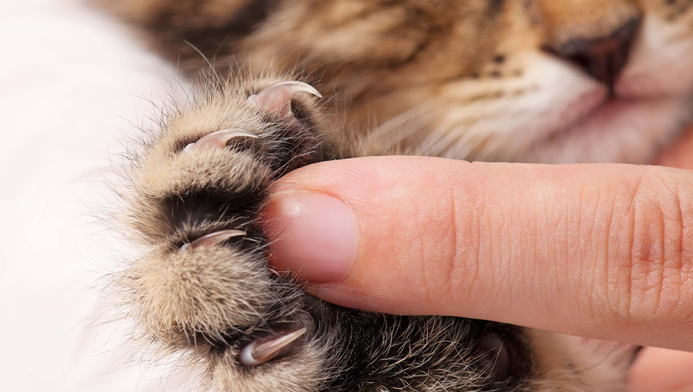 Why declawing your cat should be a last resort